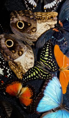 Dunedin havaalanından kelebek koleksiyonu.