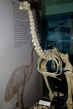 Moa skeleton exhibited in the Dunedin airport. clipart