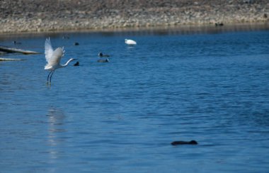 Küçük balıkçıl Egretta Garzetta kaçıyor. El Fraile gölü. Arona. Tenerife. Kanarya Adaları. İspanya.