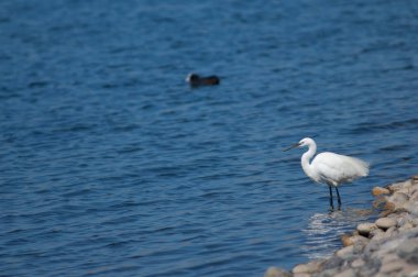 Göldeki küçük balıkçıl Egretta Garzetta. El Fraile gölü. Arona. Tenerife. Kanarya Adaları. İspanya.