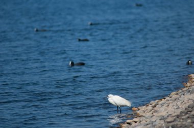 Göldeki küçük balıkçıl Egretta Garzetta. El Fraile gölü. Arona. Tenerife. Kanarya Adaları. İspanya.