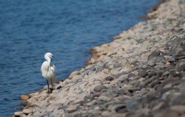 Göldeki küçük balıkçıl Egretta Garzetta. El Fraile gölü. Arona. Tenerife. Kanarya Adaları. İspanya.