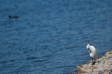 Küçük balıkçıl Egretta Garzetta Preening. El Fraile gölü. Arona. Tenerife. Kanarya Adaları. İspanya.