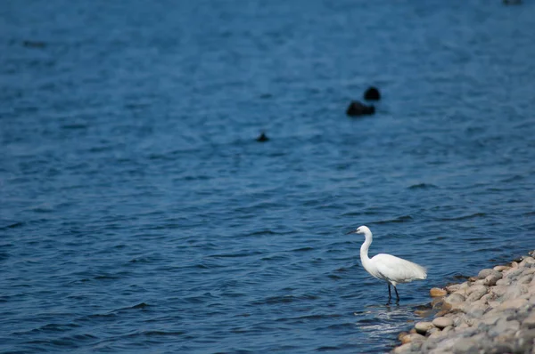 Göldeki küçük balıkçıl Egretta Garzetta. El Fraile gölü. Arona. Tenerife. Kanarya Adaları. İspanya.