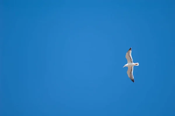 นกนางนวลแอตแลนติกในการบิน . — ภาพถ่ายสต็อก