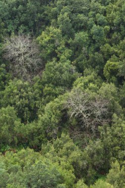 Tatlı kestaneler, Castanea sativa ve sonsuz yeşil orman. Barlovento. La Palma. Kanarya Adaları. İspanya.