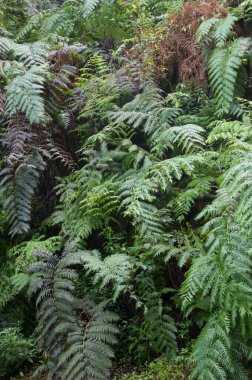Bir defne ormanında eğrelti otları zinciri. Barlovento. La Palma. Kanarya Adaları. İspanya.