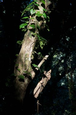 Kanarya sarmaşığı Hedera canariensis bir ağaçta yetişiyor. Barlovento. La Palma. Kanarya Adaları. İspanya.