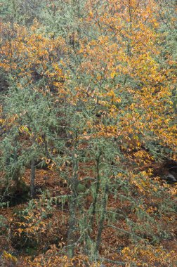 Tatlı kestaneler ormanı Castanea sativa. Garafia. La Palma. Kanarya Adaları. İspanya.