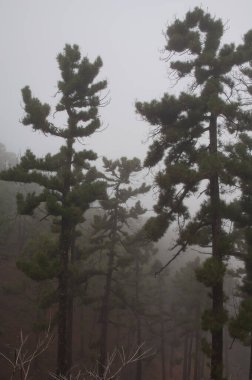 Kanarya Adası Ormanı Pinus kanaryası. Garafia. La Palma. Kanarya Adaları. İspanya.