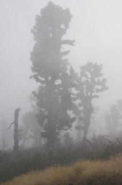 Kanarya Adası sislerin içinde Pinus kanaryasına bakıyor. Garafia. La Palma. Kanarya Adaları. İspanya.