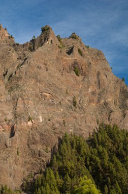Uçurum ve Kanarya Adası çam çamı kanaryası ormanı. Caldera de Taburiente Ulusal Parkı. La Palma. Kanarya Adaları. İspanya.