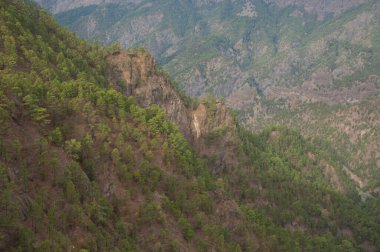 Kanarya Adaları Ormanı Pinus kanaryasının çamı. Caldera de Taburiente Ulusal Parkı. La Palma. Kanarya Adaları. İspanya.