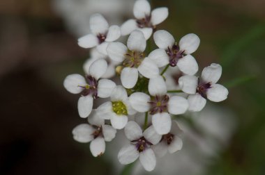 Çiçek açan bir bitki. Caldera de Taburiente Ulusal Parkı. La Palma. Kanarya Adaları. İspanya.