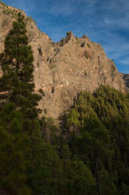 Uçurum ve Kanarya Adası çam çamı kanaryası ormanı. Caldera de Taburiente Ulusal Parkı. La Palma. Kanarya Adaları. İspanya.