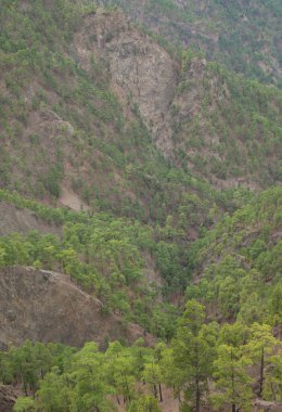 Kanarya Adası Ormanı Pinus kanaryası. Caldera de Taburiente Ulusal Parkı. La Palma. Kanarya Adaları. İspanya.