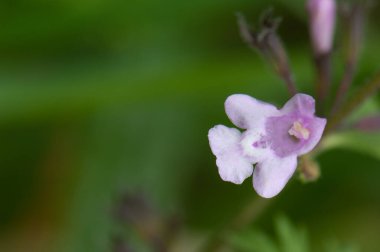 Bir orkide çiçeğine yaklaş. Brena Alta. La Palma. Kanarya Adaları. İspanya.