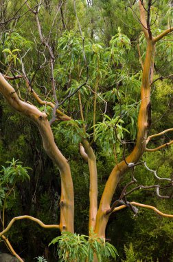 Ağaç Arbustus kanaryası. Casa del Monte 'de. San Andres y Sosu. La Palma. Kanarya Adaları. İspanya.
