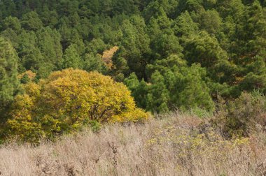 Tatlı chesnut Castanea sativa ve Kanarya Adası çam çamı kanaryası ormanı. El Paso 'da. La Palma. Kanarya Adaları. İspanya.