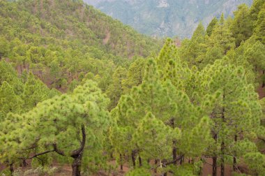 Kanarya Adası Ormanı Pinus kanaryası. Caldera de Taburiente Ulusal Parkı. La Palma. Kanarya Adaları. İspanya.