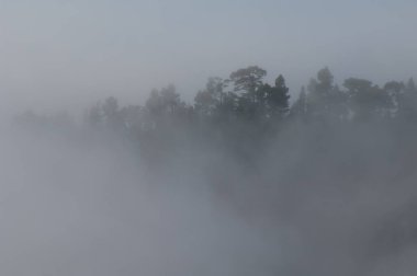 Kanarya Adası Ormanı Pinus kanaryası siste. Las Nieves Doğal Parkı. Santa Cruz de La Palma 'da. La Palma. Kanarya Adaları. İspanya.