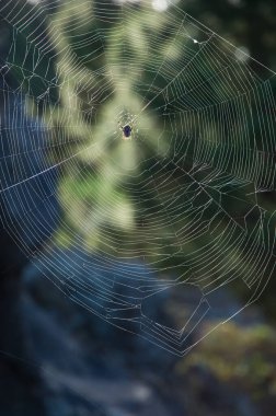 Agalenatea Redii 'nin ağ ören örümceği. Tamanca Koruma Arazisi. La Palma. Kanarya Adaları. İspanya.