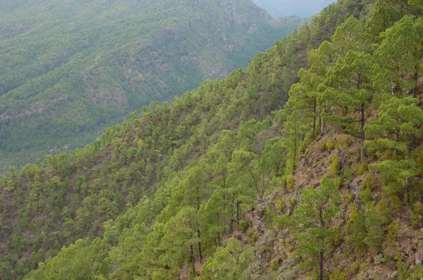 Kanarya Adası Ormanı Pinus kanaryası. Cumbre Vieja Doğal Parkı. La Palma. Kanarya Adaları. İspanya.