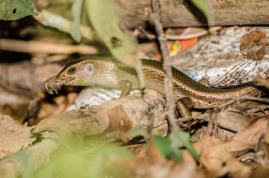 Many-striped skink Eutropis multifasciata eating a prey. Cat Tien National Park. Vietnam.