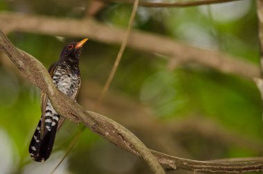 Male violet cuckoo Chrysococcyx xanthorhynchus. Cat Tien National Park. Vietnam.