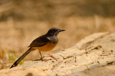 Dişi beyaz popolu shama Copsychus malabaricus makrourus. Cat Tien Ulusal Parkı. Vietnam.