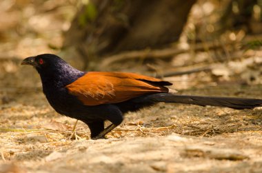 Daha büyük Coucal Centropus sinensis intermedius. Cat Tien Ulusal Parkı. Vietnam.