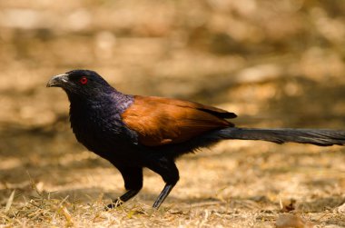 Daha büyük Coucal Centropus sinensis intermedius. Cat Tien Ulusal Parkı. Vietnam.