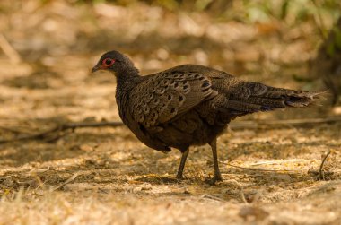 Dişi Germain 'in tavus kuşu sülünü Polyplectron germaini. Cat Tien Ulusal Parkı. Vietnam.