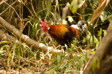 Erkek kızıl orman kuşu Gallus gallus gallus. Cat Tien Ulusal Parkı. Vietnam.