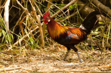 Erkek kızıl orman kuşu Gallus gallus gallus. Cat Tien Ulusal Parkı. Vietnam.