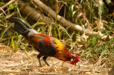 Red junglefowl Gallus gallus gallus. Male searching for food. Cat Tien National Park. Vietnam.