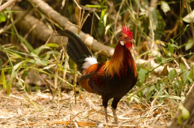Erkek kızıl orman kuşu Gallus gallus gallus. Cat Tien Ulusal Parkı. Vietnam.