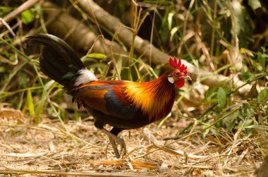 Erkek kızıl orman kuşu Gallus gallus gallus. Cat Tien Ulusal Parkı. Vietnam.