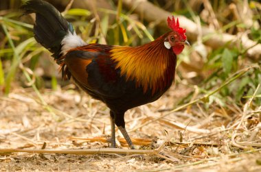 Erkek kızıl orman kuşu Gallus gallus gallus. Cat Tien Ulusal Parkı. Vietnam.