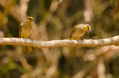 Stripe-throated bulbuls Pycnonotus finlaysoni eous. Cat Tien National Park. Vietnam.