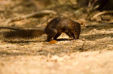 Kuzey Ağacı Tupaia Belangeri yiyecek arıyor. Cat Tien Ulusal Parkı. Vietnam.