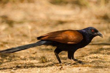 Daha büyük Coucal Centropus sinensis intermedius. Cat Tien Ulusal Parkı. Vietnam.