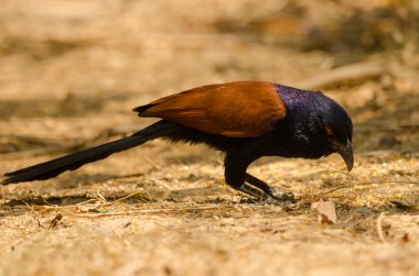 Daha büyük Coucal Centropus Sinensis aracı yiyecek arıyor. Cat Tien Ulusal Parkı. Vietnam.