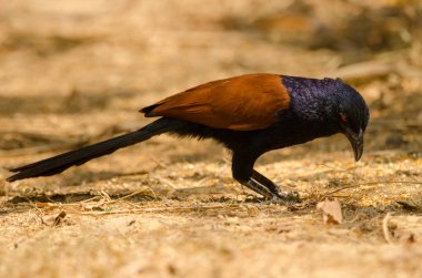 Daha büyük Coucal Centropus Sinensis aracı yiyecek arıyor. Cat Tien Ulusal Parkı. Vietnam.