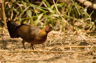 Dişi kızıl orman kuşu Gallus Gallus Gallus. Cat Tien Ulusal Parkı. Vietnam.