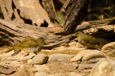 Stripe-throated bulbuls Pycnonotus finlaysoni eous drinking water. Cat Tien National Park. Vietnam.