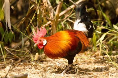 Red junglefowl Gallus gallus gallus. Male searching for food. Cat Tien National Park. Vietnam.
