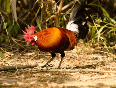 Erkek kızıl orman kuşu Gallus gallus gallus. Cat Tien Ulusal Parkı. Vietnam.