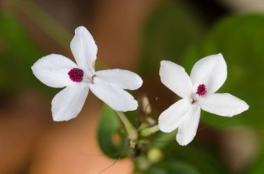 Flowers of Pseuderanthemum sp. Cat Tien National Park. Vietnam.