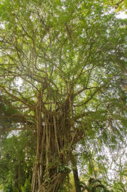 Ağlayan incir ficus benjamina. Ho Chi Minh Şehri. Vietnam.